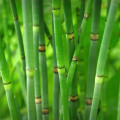 Stems Greens